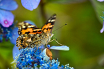 Painted Lady Butterfly - DSC_4623_00013