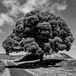 My favourite Berwick tree