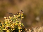Dartford Warbler