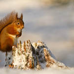 Snow Squirrel