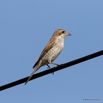 Red-backed Shrike (Lanius collurio) juv