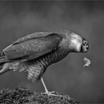 2nd digital Charlie Kidd - SPARROW HAWK DROPPING FOOD