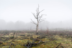 Charred Mist portfolio