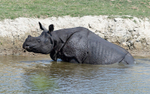 Rhino