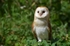 Barn Owl