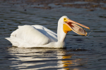 White Pelican