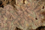 Botrylloides leachii