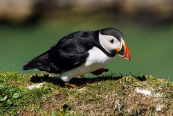 Puffin Portrait