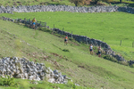 Ilam-594
