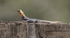 Agama Lizard.