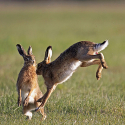 Hares jumping