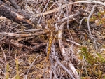 Keeled Skimmer