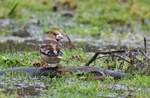 Hawfinch