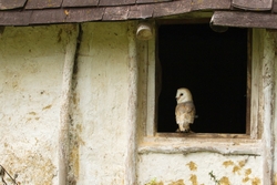 Barn Owl in Open Window