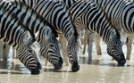 Zebras (equus quagga) at a watering hole in Etosha National Park, Nami