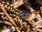 Adder
