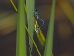 Common Blue Damselfly