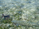 Bonefish Photo - Freedom.