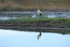White Stork