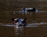 Semi-submerged Hippos in a pool at Mara Enkipai