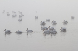 Pelicans _0042