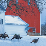 wild turkeys (Meleagris gallopavo) rural Charlotte County, NB