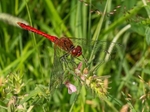 Ruddy Darter