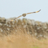 Short-eared Owl head-on, Hawling, Gloucestershire