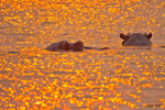 Chobe Hippos