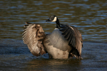 Canadian Goose