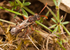 Nomada hirtipes (f)
