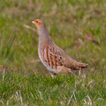 Grey Partridge portfolio