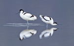 Avocet - Recurvirostra avosetta