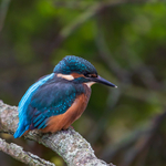 Dodder Kingfisher, Dublin