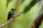 Green-crowned Brilliant (female) perched on branch, Costa Rica