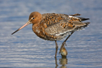 Black-tailed Godwit portfolio