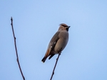 Waxwings portfolio