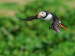 Puffin on rapid landing approach to burrow, Farne Islands