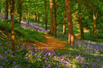 z2030 Bluebells, Mottistone