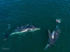 A Pair of Humpbacks Relaxing 7. DJI_0284