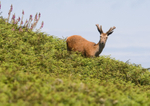Red Deer Stag - Cervus elaphus RPNP0035