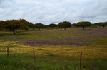 Extremadura dehesa, Spain