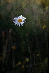 Oxeye Daisy