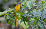 Scarlet Minivet female