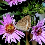 Long-tailed Blue (Lampides boeticus) F