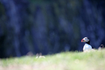 Puffin Skommer Island _45