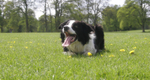 floss 2