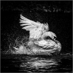 3rd Rob Cox  Swan in a flap