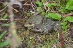 Marsh Frogs