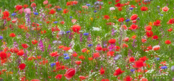 Red Poppies 2